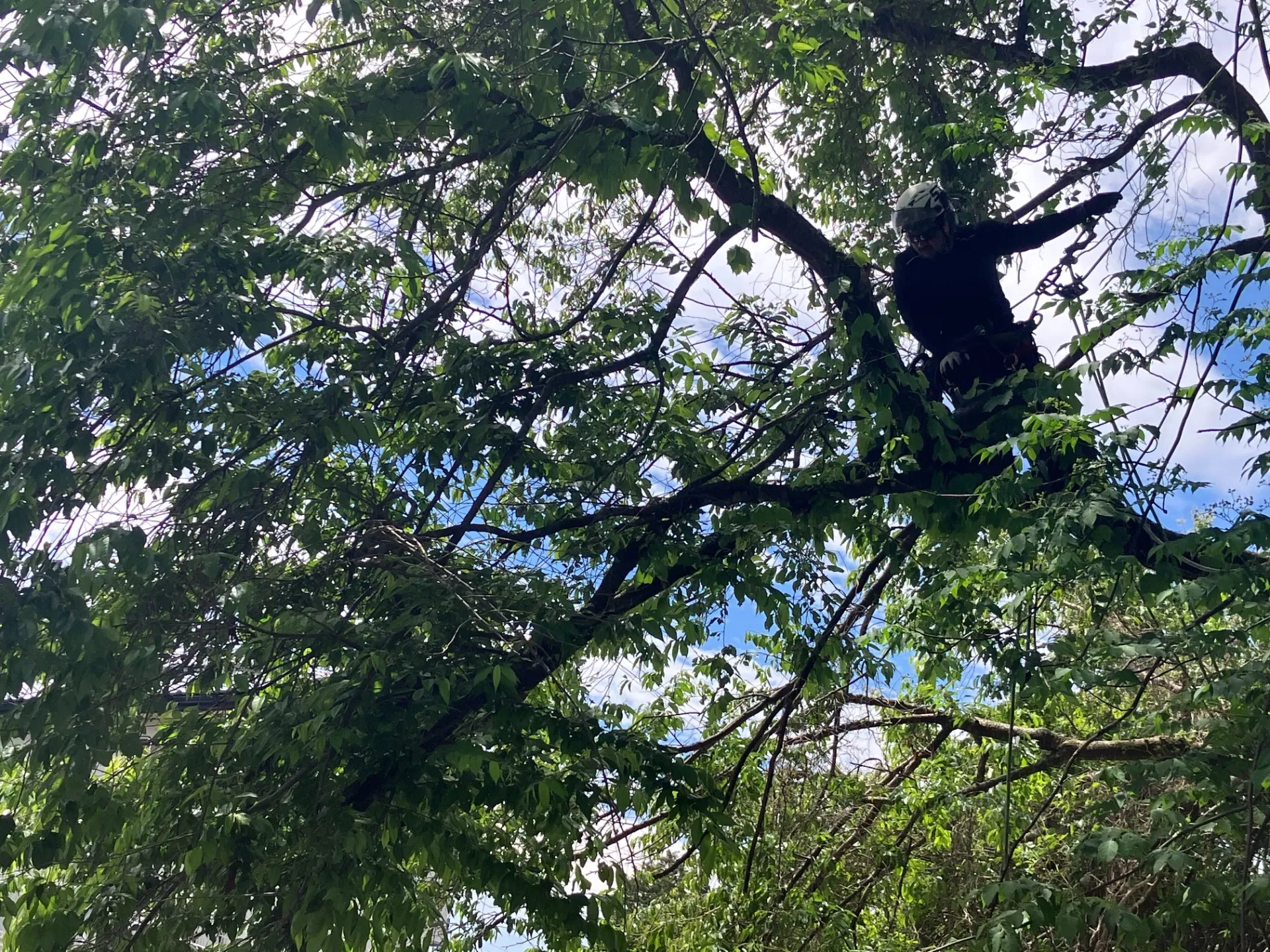 【安曇野市三郷】サクラ、スギの伐採です。Day1