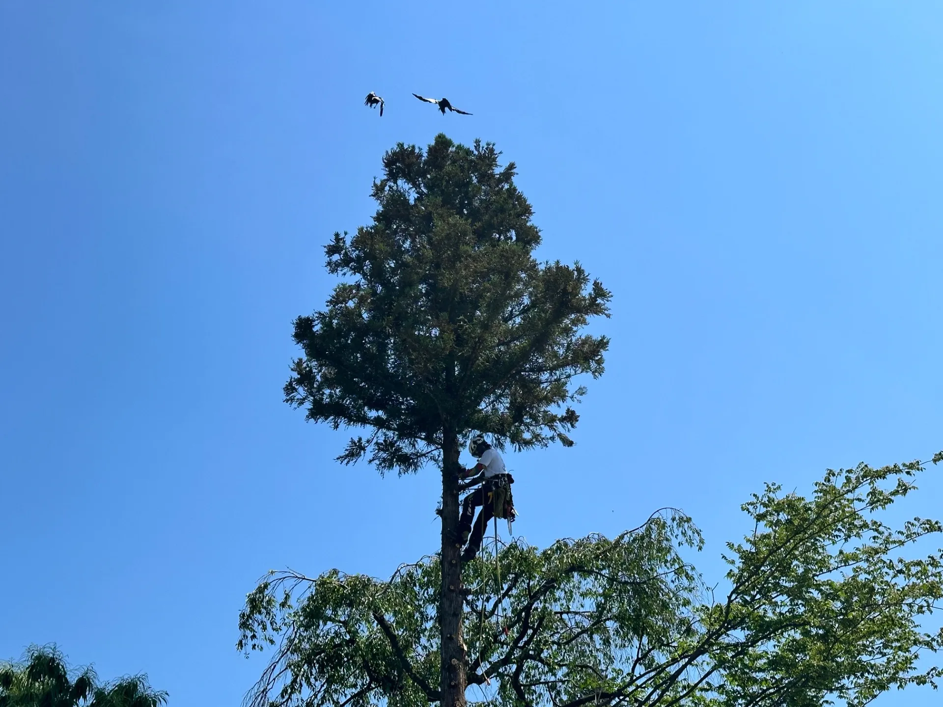 【長野県安曇野市三郷】スギ、サクラの伐採 Day2