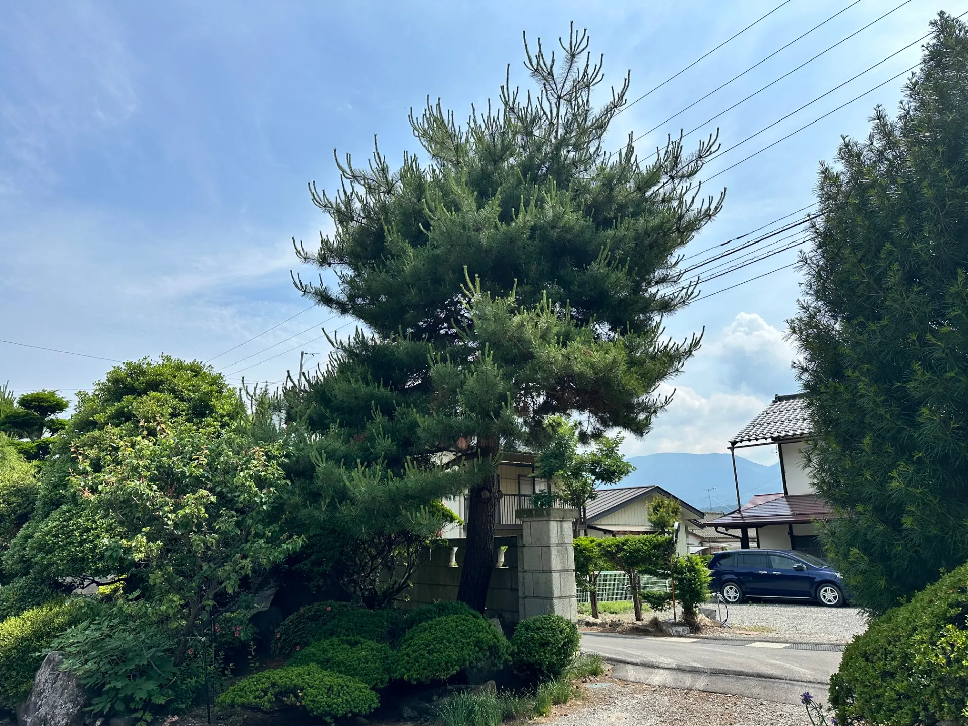 【長野県塩尻市下西条】マツ、サクラの伐採をしました。