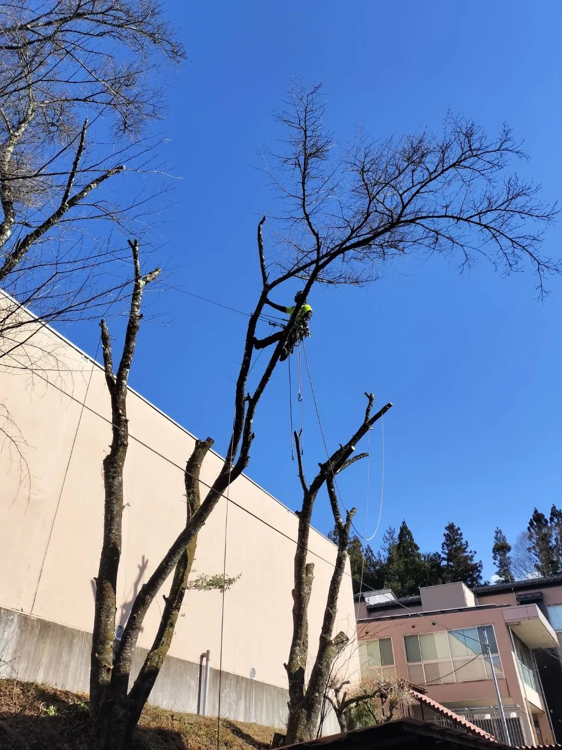 【長野県木曽郡上松町】老朽化した桜を伐採しました。